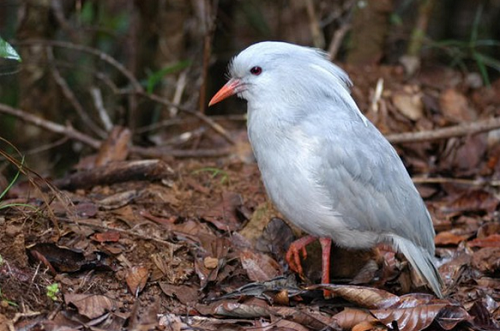 Chim Kagu sở hữu đôi mắt màu đỏ và bộ lông trắng mượt, được người dân địa phương gọi bằng cái tên “ma rừng”. Ảnh khoahoc.
