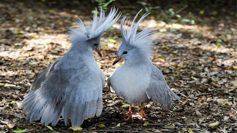 Vào mùa sinh sản, các đôi chim Kagu cùng ở với nhau và cùng nhau ấp trứng. Ảnh datuopinion.