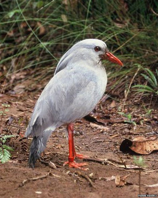 Chim Kagu còn sở hữu một cái mào dài đặc biệt không thể nhầm lẫn với những loài chim khác. Ảnh baocon.
