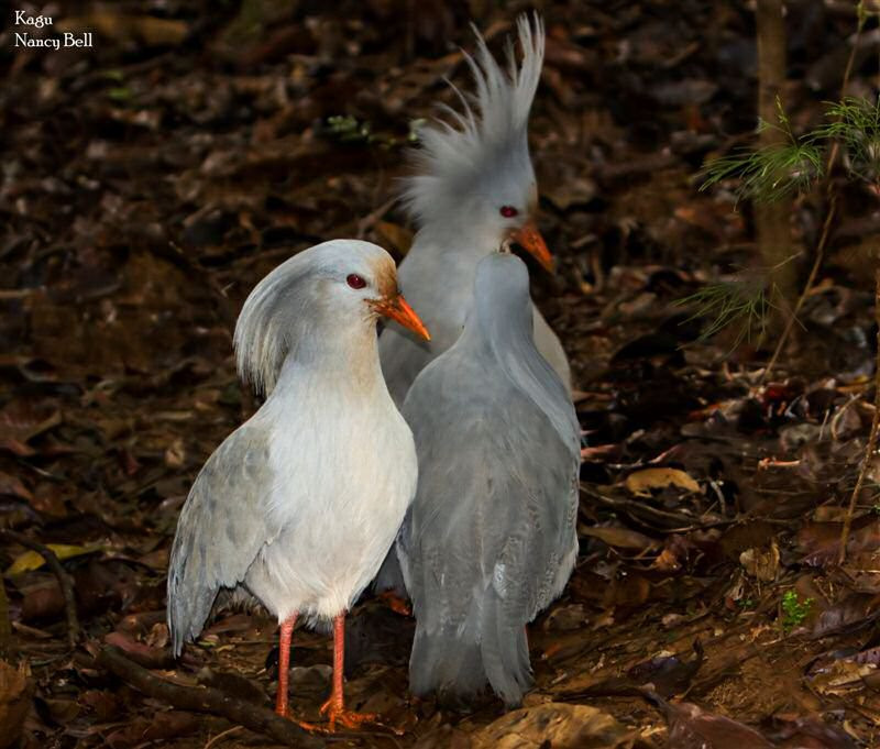 Chim Kagu là loài chim không biết bay. Ảnh djringer. 