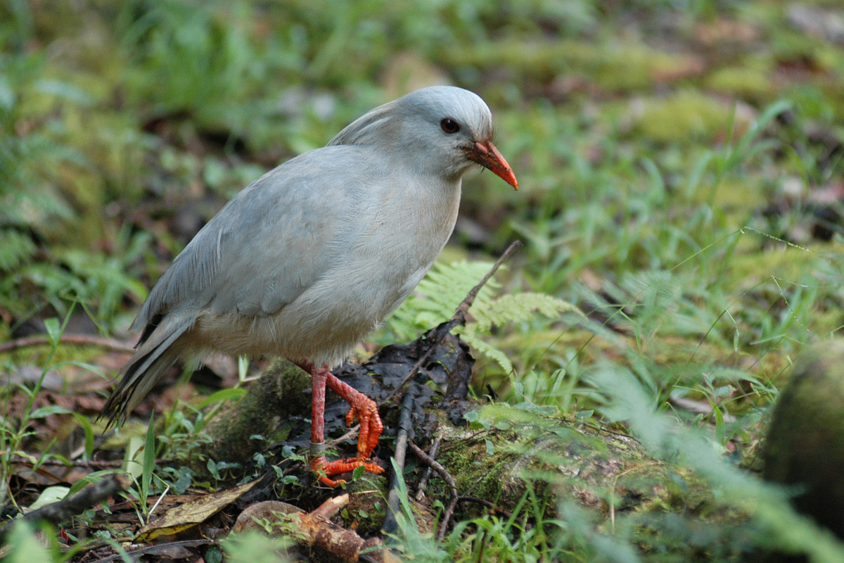  Chim Kagu là loài chim đặc hữu của hòn đảo Grand Terre lớn nhất vùng New Caledonia (cách nước Úc 1.200km về phía Bắc). Ảnh vsolutions.