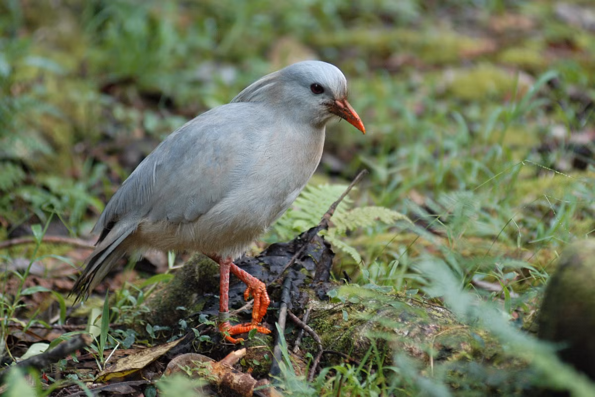  Chim Kagu là loài chim đặc hữu của hòn đảo Grand Terre lớn nhất vùng New Caledonia (cách nước Úc 1.200km về phía Bắc). Ảnh vsolutions.