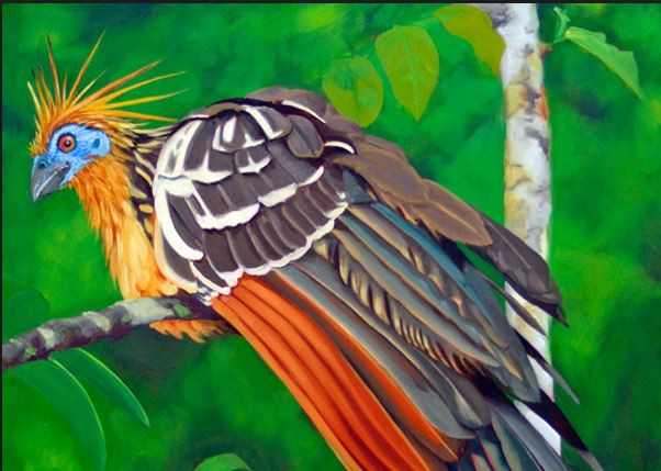 Chim Hoatzin có mùi như phân bón thực vật, vì vậy mà nó còn có tên gọi khác là chim hôi. Ảnh blogspot.