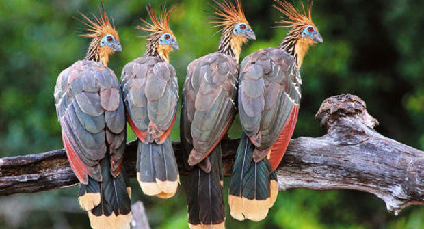 Chim Hoatzin sở hữu hệ tiêu hóa gần giống của loài bò, ruột trước dùng để nghiền nát thức ăn và lên men bằng vi khuẩn. Ảnh cncenter.