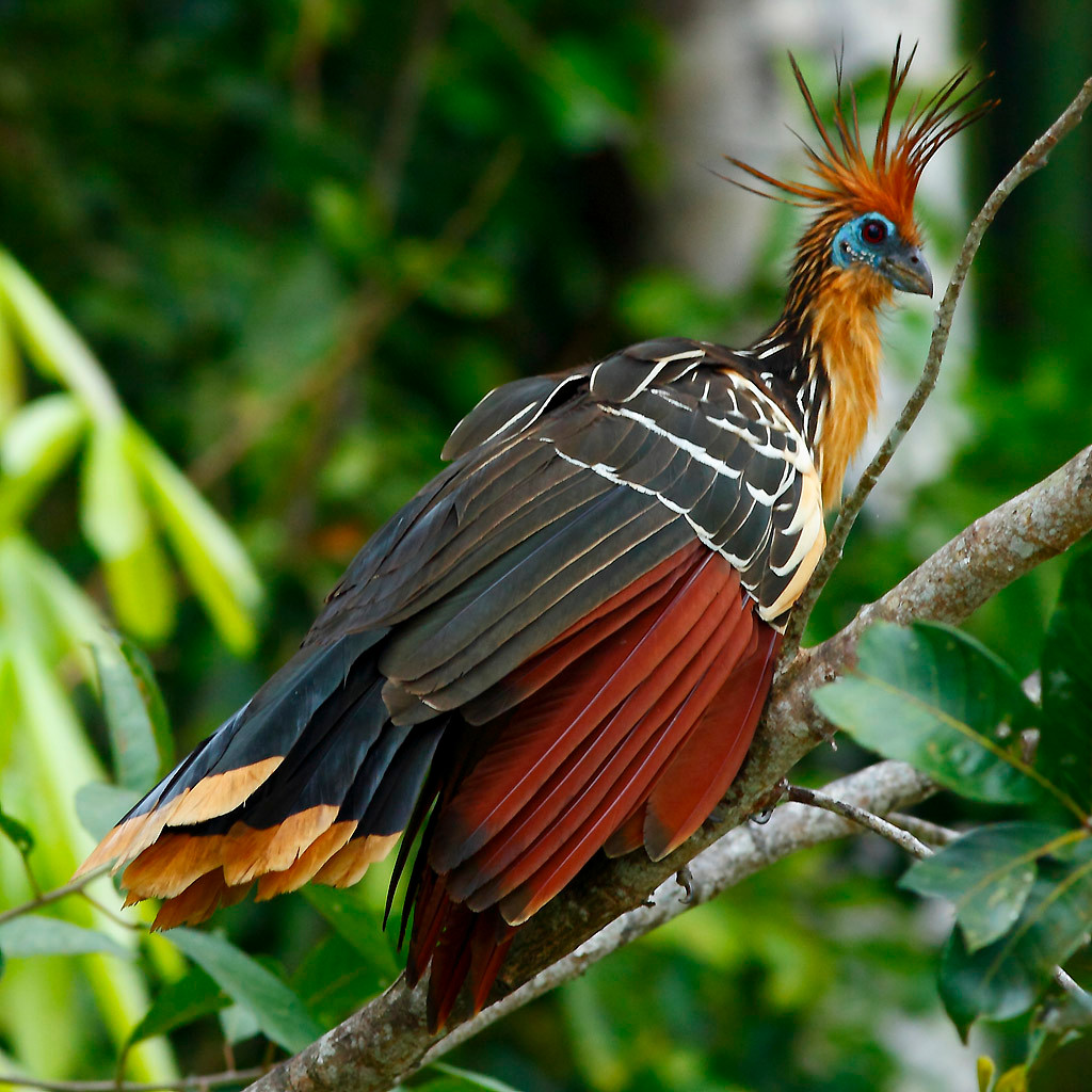 Chim Hoatzin có bầu diều rất lớn với những chức năng như dạ cỏ ở bò. Chính bầu diều này khiến chúng không thể bay xa như những loài khác. Ảnh countrysessions.