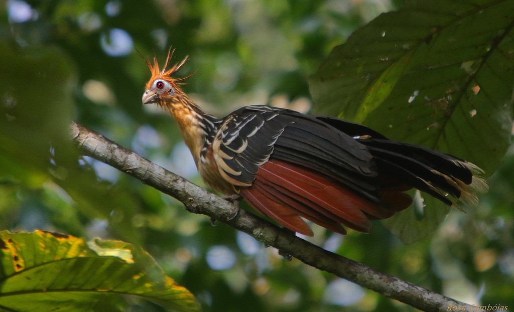 Hoatzin còn là loài chim ăn chay. Thức ăn chủ yếu của chúng là lá cây, trái cây và các loài hoa. Ảnh blogspot.