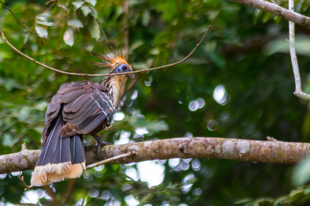 Có lẽ vì hôi nên chim Hoatzin thoát khỏi sự săn bắt của con người do thịt của chúng không thể chế biến thành thức ăn. Ảnh staticflickr.