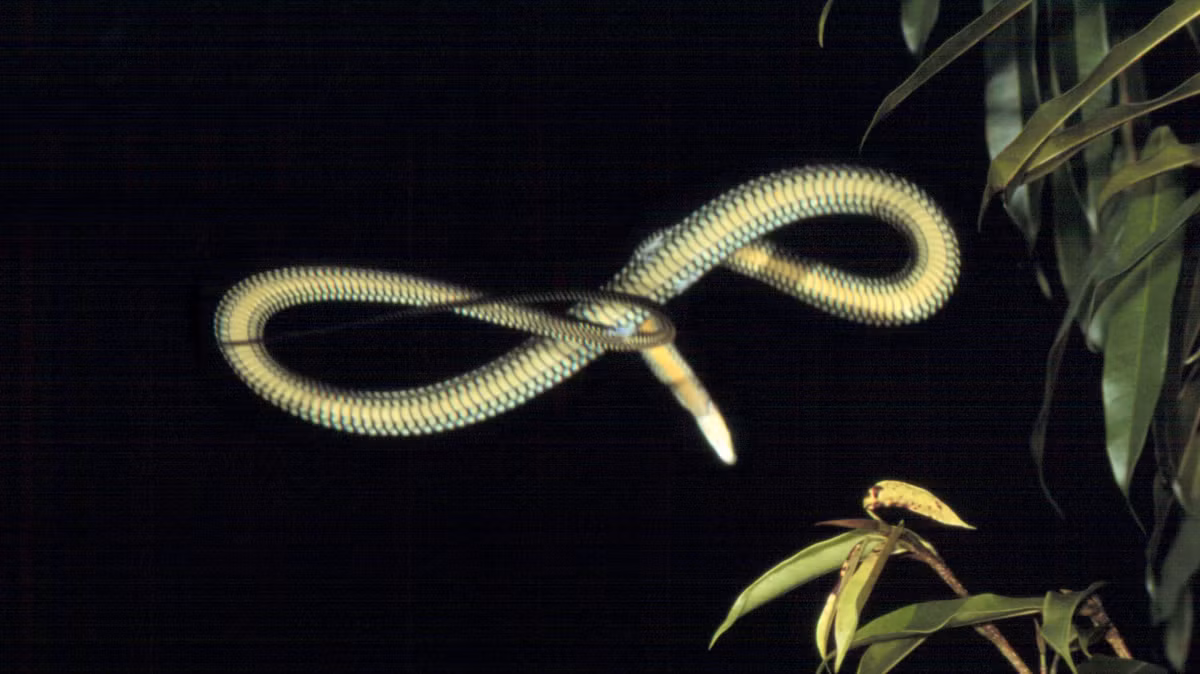 Rắn bay có thể nhảy hoặc “bay” từ cành cây này sang cành cây khác với khoảng cách tối thiểu là...24m với tốc độ dao động từ 8m/s - 10m/s. Ảnh Lazerhorse.