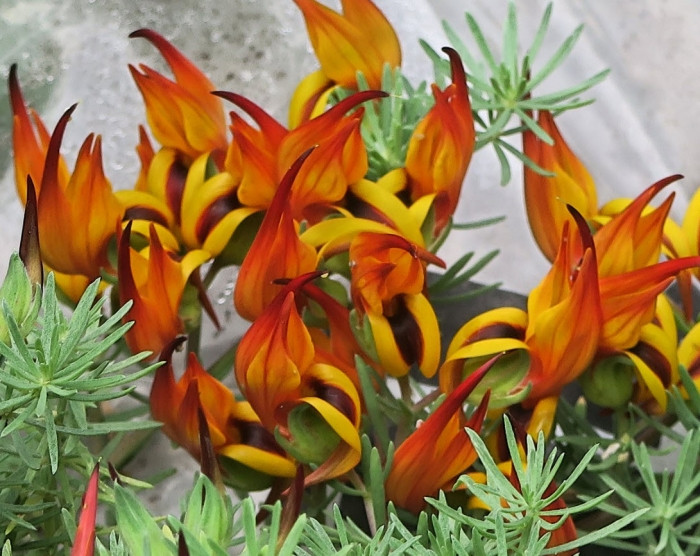 Nhìn từ xa, những bông hoa mỏ vẹt trông như những đốm lửa đỏ rực. Ảnh plantmaster.