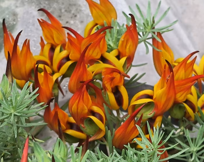 Nhìn từ xa, những bông hoa mỏ vẹt trông như những đốm lửa đỏ rực. Ảnh plantmaster.