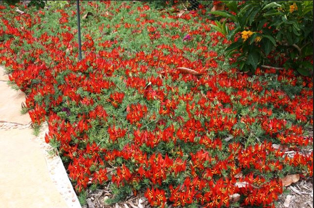 Hoa mỏ vẹt hiện chủ yếu được nuôi và nhân giống trong các phòng thí nghiệm. Ảnh yourgardenparty.