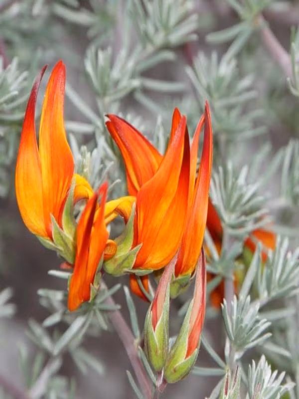 Loài hoa đẹp này phân bố chủ yếu ở quần đảo Canary, Tây Ban Nha và được thụ phấn chủ yếu nhờ chim. Ảnh pinterest.