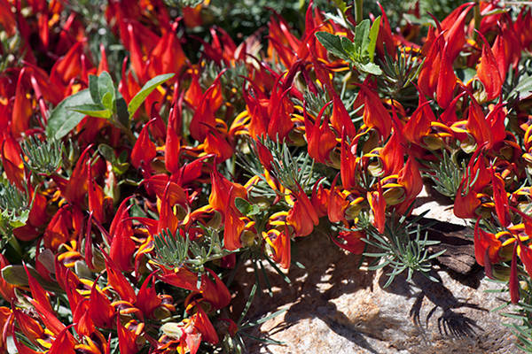 Hoa mỏ vẹt nở đẹp nhất vào tiết trời xuân khi có ánh nắng mặt trời ngập tràn. Ảnh plantmaster.