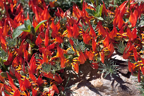 Hoa mỏ vẹt nở đẹp nhất vào tiết trời xuân khi có ánh nắng mặt trời ngập tràn. Ảnh plantmaster.