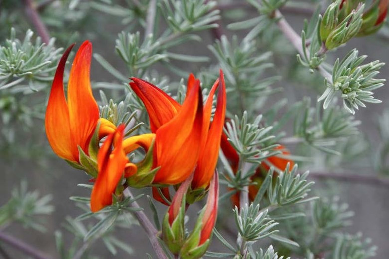 Cây hoa mỏ vẹt có hoa màu đỏ với hình dáng giống như mỏ vẹt. Đây cũng là nguồn gốc tên gọi của loài hoa này. Ảnh gardenia.