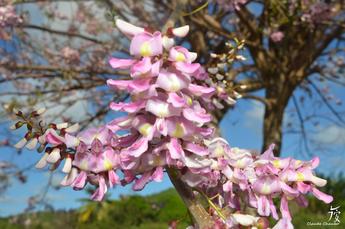 Trong khi đó, hoa của cây đào đậu có thể ăn được như bông so đũa. Ảnh pinimg.