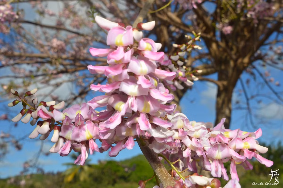 Trong khi đó, hoa của cây đào đậu có thể ăn được như bông so đũa. Ảnh pinimg.