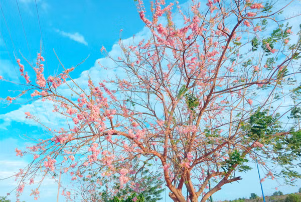  Lá cây đào đậu còn được sử dụng để lót chuồng gia súc gia cầm để trừ được bọ chét và côn trùng hại. Ảnh dulichvn.