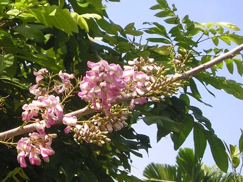 Nhiều bộ phận của cây đào đậu, đặc biệt là hạt và vỏ thân có độc tính cao, có tác dụng diệt chuột. Ảnh flickr.