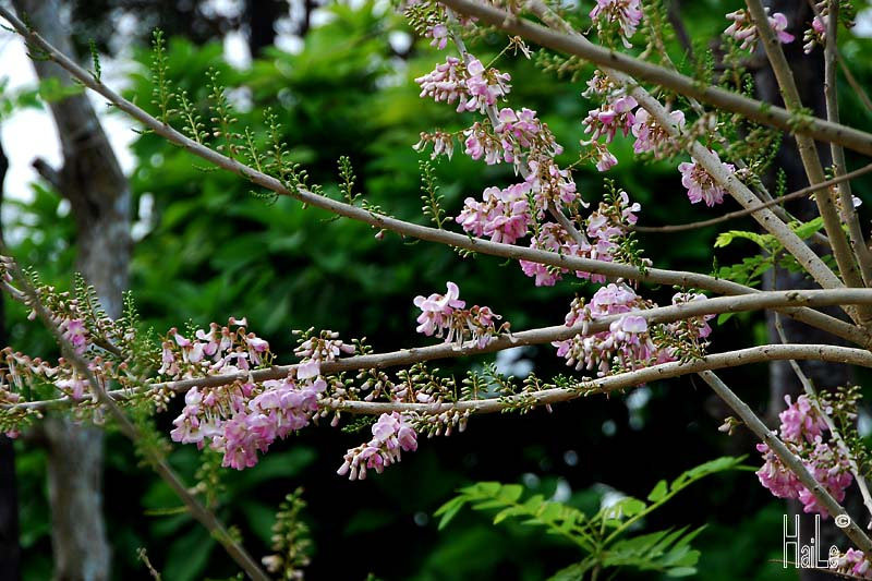 Cây đào đậu cho hoa đẹp và sai nhưng mau tàn. Do đó, cây thường được trồng để làm cảnh. Ảnh staticflickr.