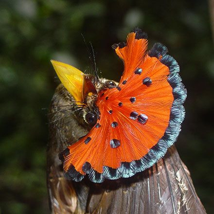 Chim bắt ruồi Hoàng gia Amazon sở hữu vẻ ngoài bắt mắt và nổi bật trông như những vũ công trong hội carnaval. Ảnh pinimg.