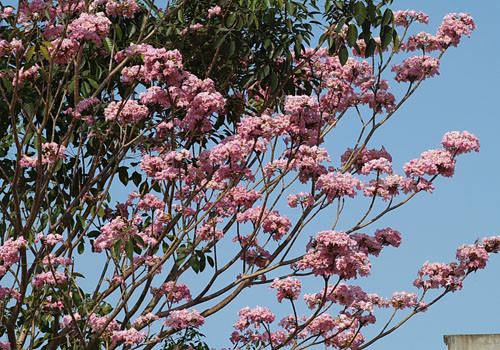 Thông thường, khi cây hoa kèn hồng ra hoa, hầu hết lá của cây đều rụng, chỉ còn lại những cụm hoa trên đầu mỗi cành. Hoa có hình dạng giống hình chuông, 5 thùy phát triển đều ở đầu, có màu hồng phấn, mọc thành chùm mõi chùm từ 4-7 hoa trông rất đẹp mắt. Ảnh hoasaigon.