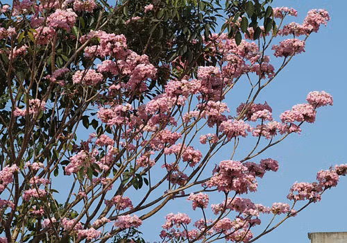 Thông thường, khi cây hoa kèn hồng ra hoa, hầu hết lá của cây đều rụng, chỉ còn lại những cụm hoa trên đầu mỗi cành. Hoa có hình dạng giống hình chuông, 5 thùy phát triển đều ở đầu, có màu hồng phấn, mọc thành chùm mõi chùm từ 4-7 hoa trông rất đẹp mắt. Ảnh hoasaigon.