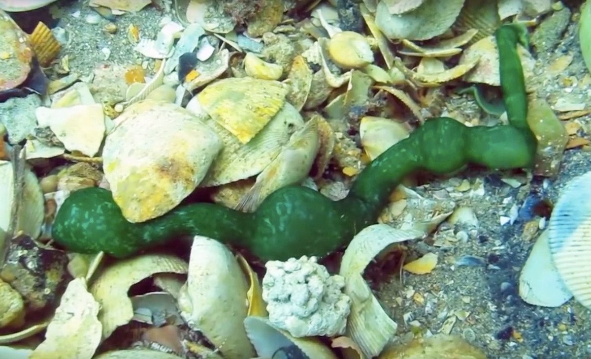 Lúc này, giun đực Bonellia viridis đóng vai trò là ngân hàng tinh trùng giúp con cái thụ tinh theo nhu cầu. Ảnh earthtouchnews.