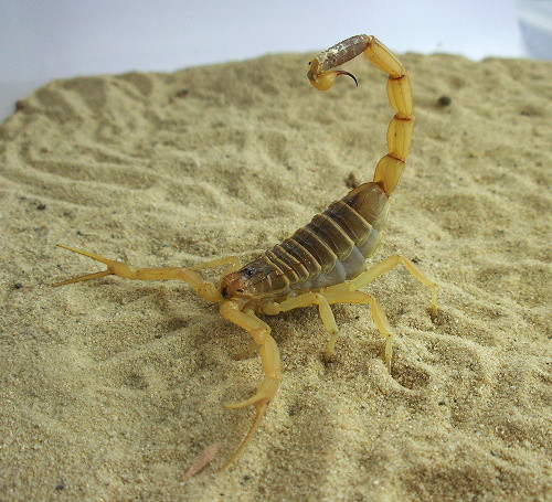 Nạn nhân bị bọ cạp tử thần cắn sẽ chịu một cơn đau khủng khiếp, sau đó là suy hô hấp, rối loạn nhịp tim và thậm chí là tử vong nếu không cấp cứu kịp thời. Ảnh reptarium. 