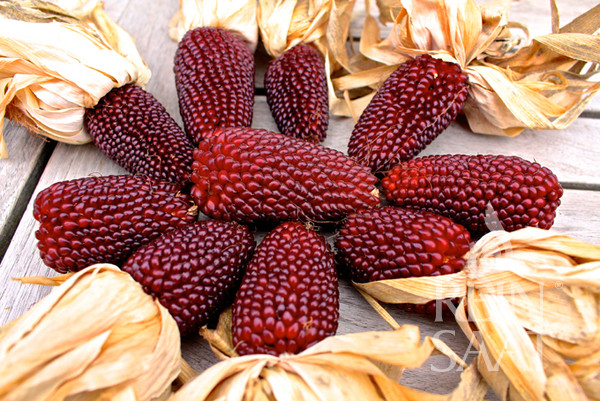 Ngô lai dâu tây có vịt ngọt, có thể dùng trong các món salad hoặc dùng làm bắp rang bơ. Ảnh reinsaat.