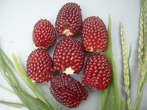 Cây ngô lai dâu tây cao khoảng 1,3m. Cây có thể trồng quanh năm và cho năng suất cao. Ảnh sharplife.