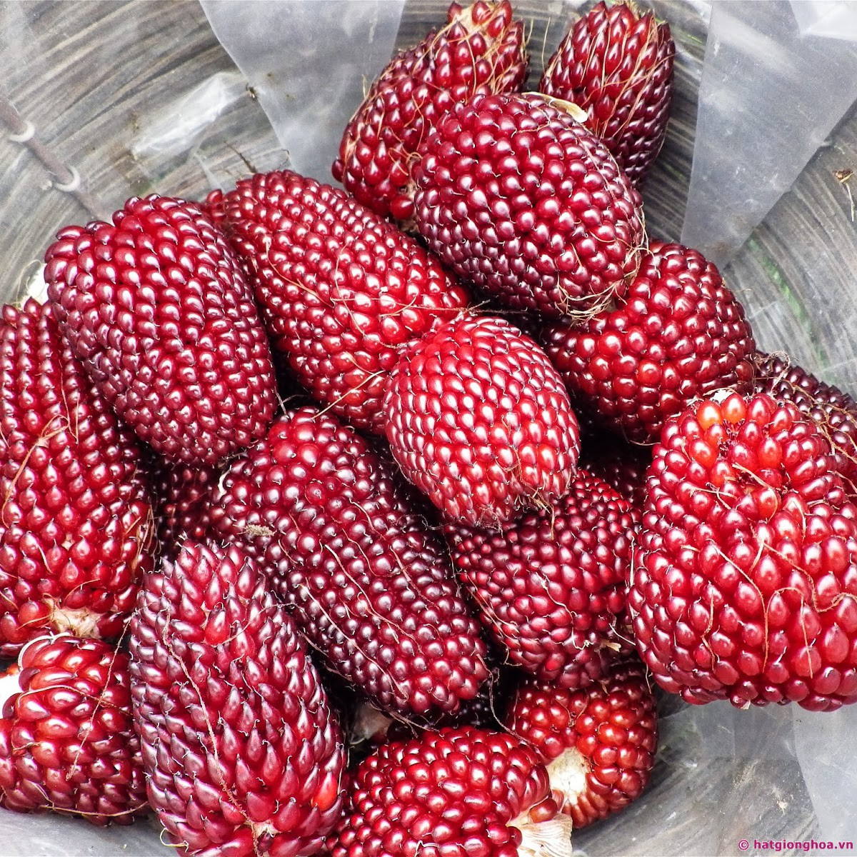 Ngô lai dâu tây có màu đỏ tía với những hạt căng tròn vô cùng đẹp mắt. Mỗi bắp ngô dài khoảng 5cm - 6cm nhìn rất đáng yêu. Ảnh hatgionghoa.