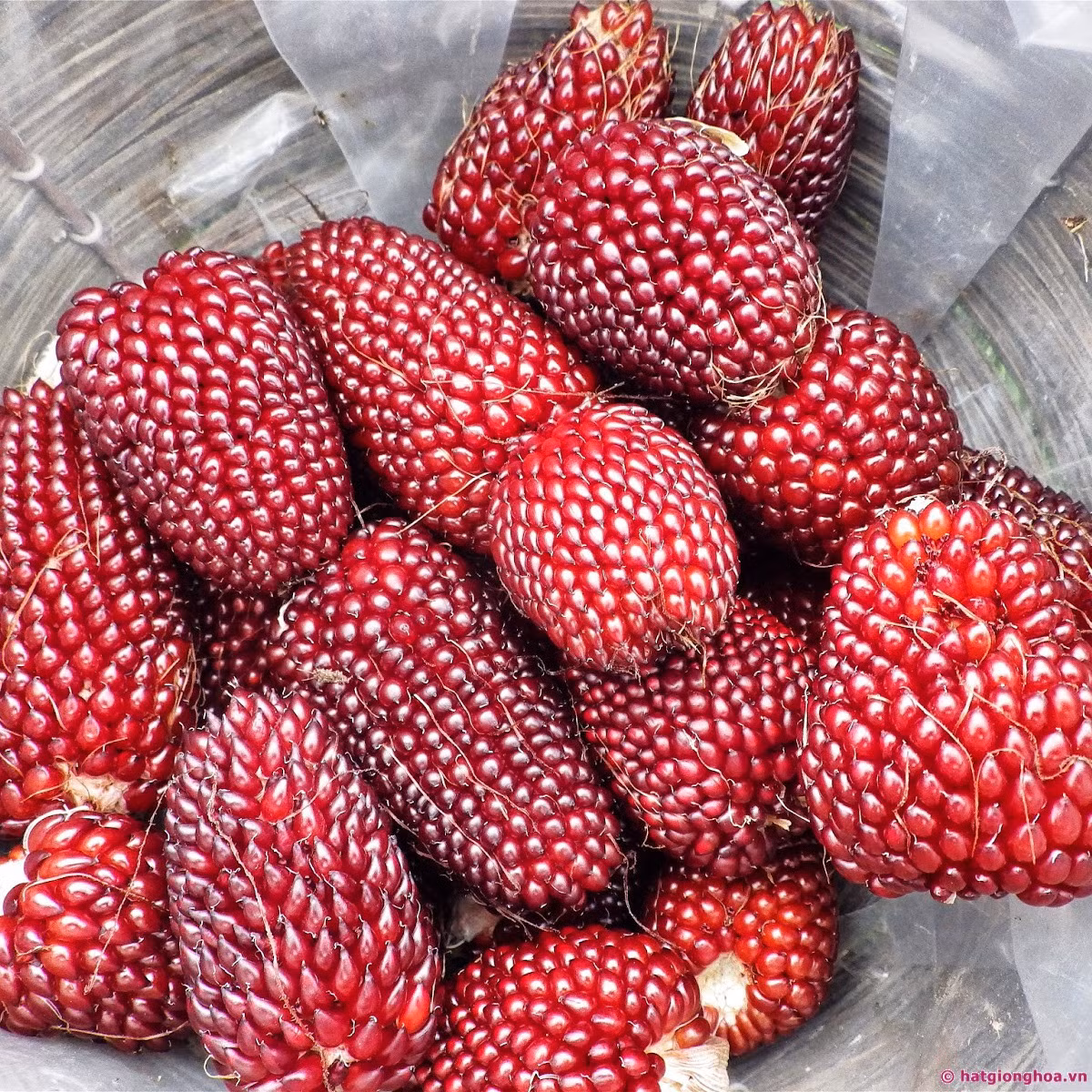 Ngô lai dâu tây có màu đỏ tía với những hạt căng tròn vô cùng đẹp mắt. Mỗi bắp ngô dài khoảng 5cm - 6cm nhìn rất đáng yêu. Ảnh hatgionghoa.