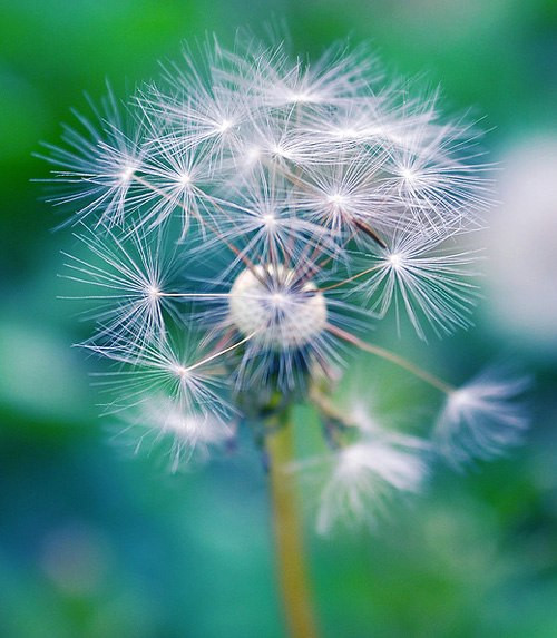 Hoa bồ công anh tàn và nở theo giờ, vì vậy những người chăn nuôi còn xem loài hoa này như một chiếc đồng hồ báo thời gian. Ảnh hatgionghoa.