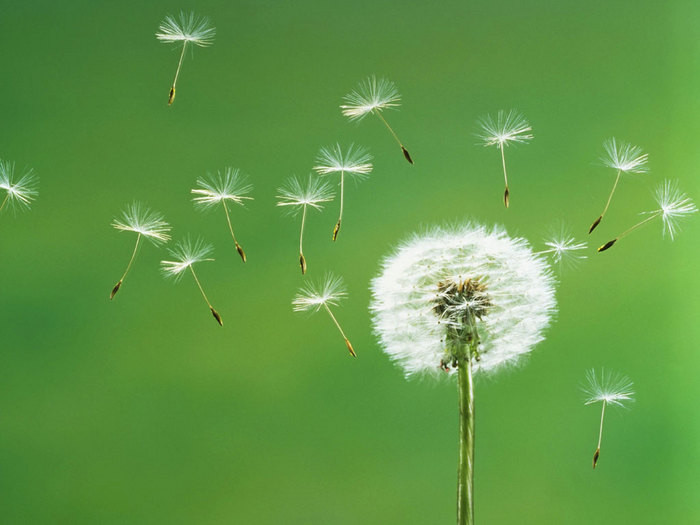 Thậm chí, ở Mỹ, hoa bồ công anh còn được xem là “thần dược” bởi nó có nhiều tác dụng chữa bệnh như điều trị ung thư vú hay đau dạ dày. Ảnh hinhdep.