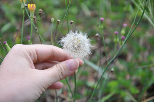  Hoa bồ công anh nở vào tháng 6 - tháng 7 hằng năm. Cả hoa, lá và quả đều có thể sử dụng được. Ảnh pxhere.