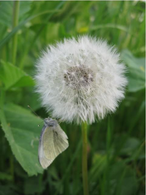 Ở Việt Nam, hoa bồ công anh còn có nhiều tên gọi khác như rau bồ cóc, cây răng sư tử, rau lưỡi cày, mũi mác, diếp hoang, diếp trời. Ảnh uyenshop.