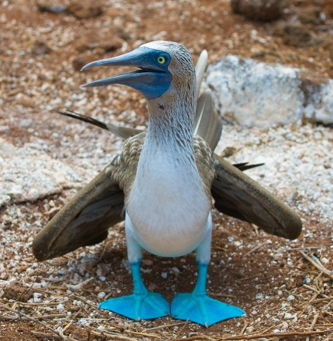 Các nhà khoa học cho rằng, chân vịt biển có màu xanh càng đậm thì con vịt đó càng khỏe mạnh, đồng thời có nhiều cơ hội thu hút bạn tình hơn. Ảnh quantrimang.