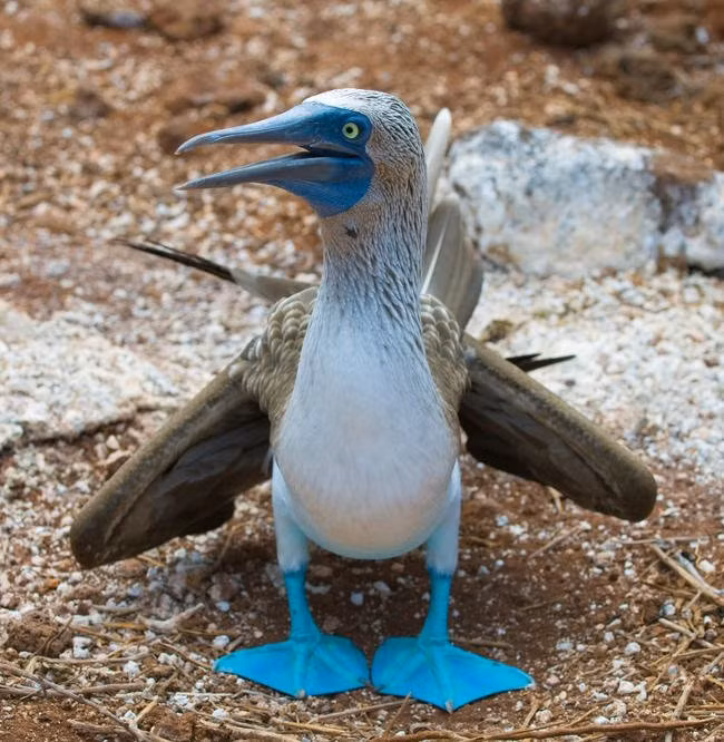 Các nhà khoa học cho rằng, chân vịt biển có màu xanh càng đậm thì con vịt đó càng khỏe mạnh, đồng thời có nhiều cơ hội thu hút bạn tình hơn. Ảnh quantrimang.