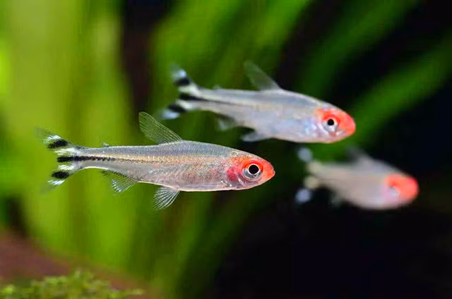 Cá sóc đầu đỏ là loài cá ăn tạp từ trùng chỉ, bo bo... đến thức ăn viên. Ảnh becamini.