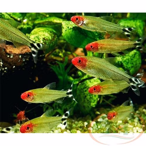 Trong bể thủy sinh, cá sóc đầu đỏ sống ở tầng nước giữa. Đây là loài cá thân thiện thích hợp nuôi chung với các loại cá hồ rong khác. Ảnh bizweb.