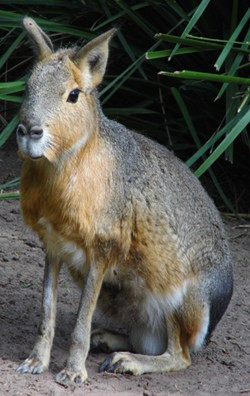  Chuột lang Patagon có tên khoa học là Dolichotis patagonum. Loài động vật thuộc họ Chuột lang này được mô tả lần đầu vào năm 1780. Ảnh theanimalfacts.