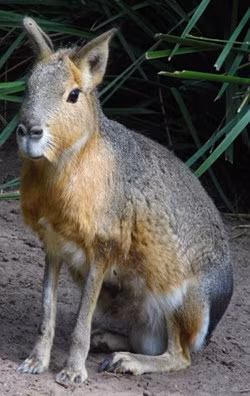  Chuột lang Patagon có tên khoa học là Dolichotis patagonum. Loài động vật thuộc họ Chuột lang này được mô tả lần đầu vào năm 1780. Ảnh theanimalfacts.