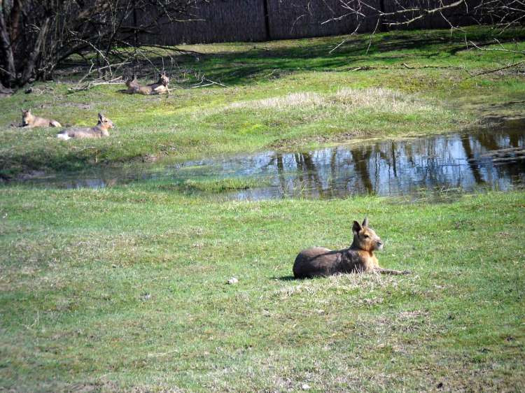 Chuột lang Patagon có hai chi trước với 4 móng sắc nhọn thích hợp cho việc đào hang. Chúng có bộ lông dày, bên trên có màu xám, bên dưới có màu trắng và vàng. Ảnh zoopictures.