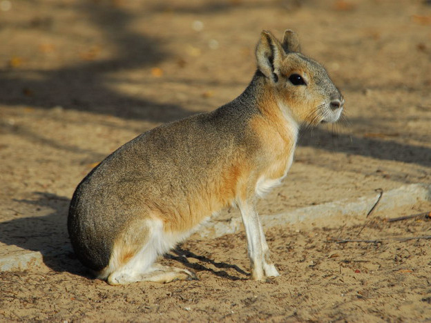 Chuột lang Patagon mang thai 100 ngày. Chúng có thể sinh tới 4 chuột con trong 1 năm. Ảnh pinimg.