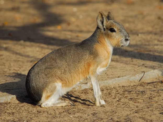 Chuột lang Patagon mang thai 100 ngày. Chúng có thể sinh tới 4 chuột con trong 1 năm. Ảnh pinimg.