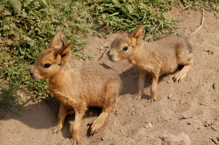 Chuột lang Patagon có đôi tai dài giống như loài thỏ và cơ thể trông giống như một chú chó nhỏ, khiến nó trở thành loài gặm nhấm có ngoại hình rất đặc biệt. Ảnh zoopictures.