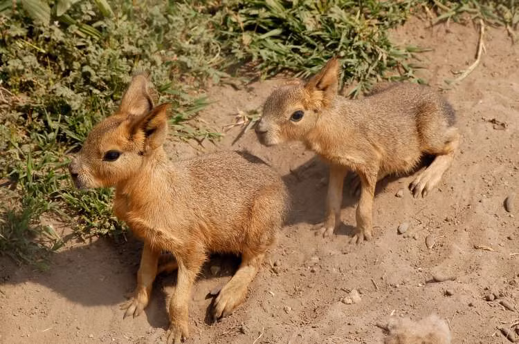 Chuột lang Patagon có đôi tai dài giống như loài thỏ và cơ thể trông giống như một chú chó nhỏ, khiến nó trở thành loài gặm nhấm có ngoại hình rất đặc biệt. Ảnh zoopictures.