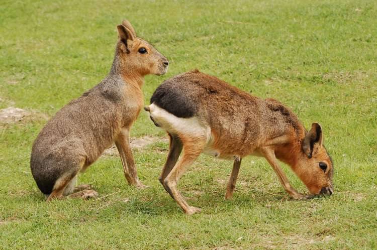 Chuột lang Patagon có chiều dài từ 69cm - 75cm, trọng lượng trung bình khoảng 8kg và là một trong những loài gặm nhất lớn nhất thế giới. Ảnh zoopictures.