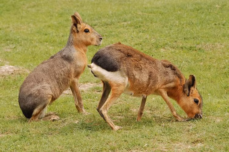 Chuột lang Patagon có chiều dài từ 69cm - 75cm, trọng lượng trung bình khoảng 8kg và là một trong những loài gặm nhất lớn nhất thế giới. Ảnh zoopictures.